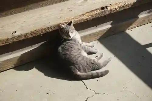 唐澤山神社の動物