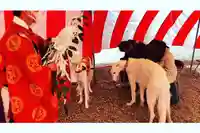 東海市熊野神社の動物