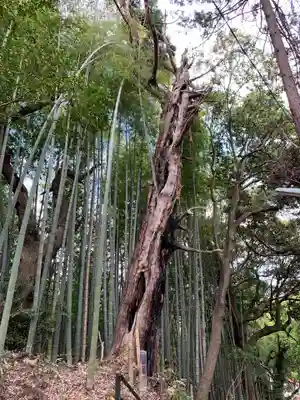 八重垣刑部神社の自然