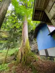 清瀧神社の自然