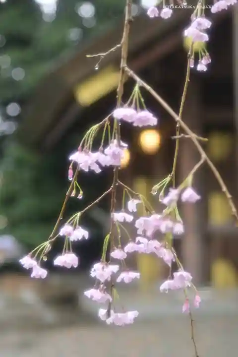 阿佐ヶ谷神明宮の自然