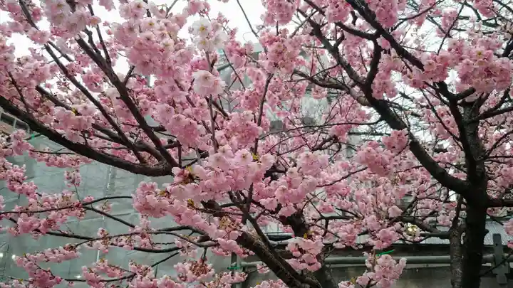 櫛田神社の自然