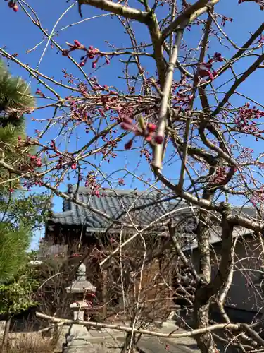 總社 和田八幡宮の自然
