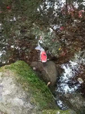 四宮神社の動物