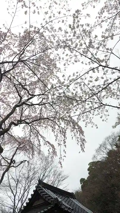 勝持寺(花の寺)(京都府)