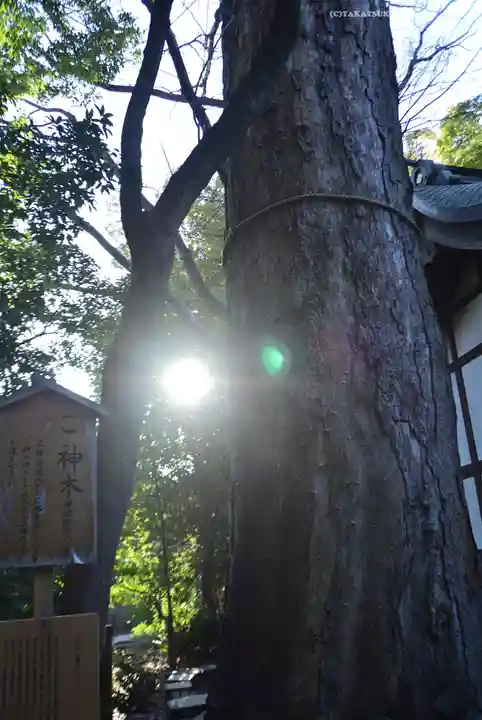 川越氷川神社(埼玉県)