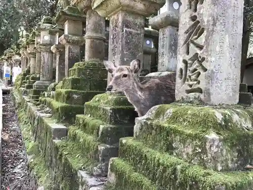 春日大社の動物