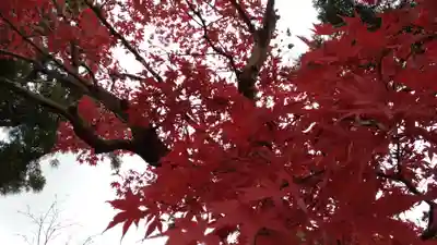 浄土宗　新光明寺の自然