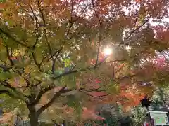 胡宮神社（敏満寺史跡）の自然