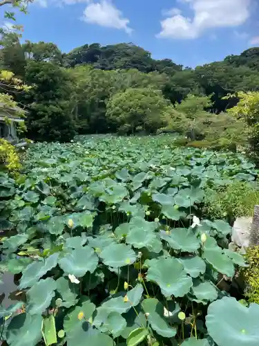鶴岡八幡宮の自然