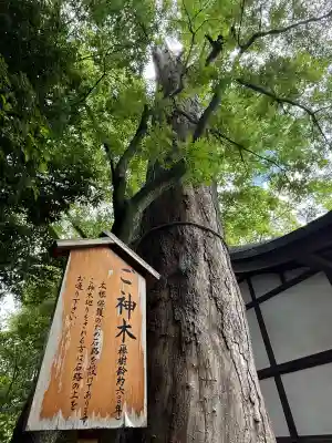 川越氷川神社(埼玉県)