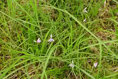 黒澤大師(徳島県)