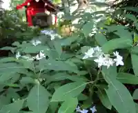 観音正寺の自然