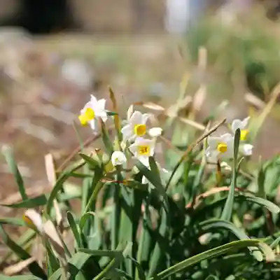 高司神社〜むすびの神の鎮まる社〜(福島県)
