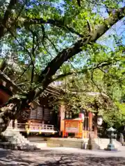 熊野神社(東京都)