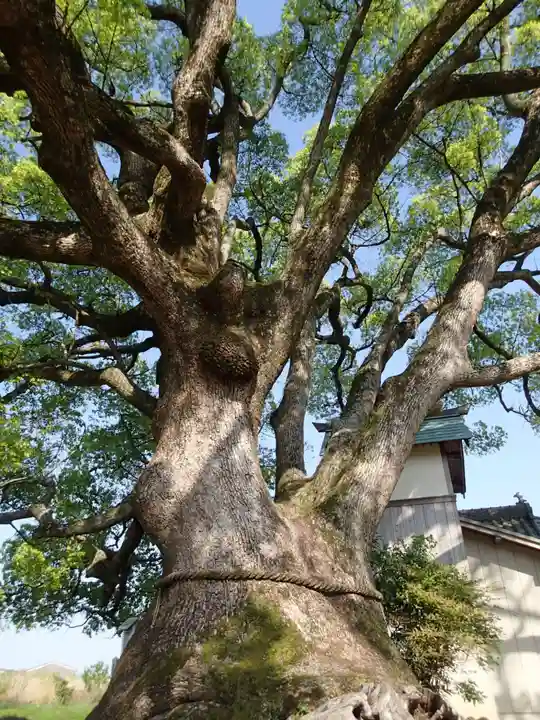 速雨神社の自然