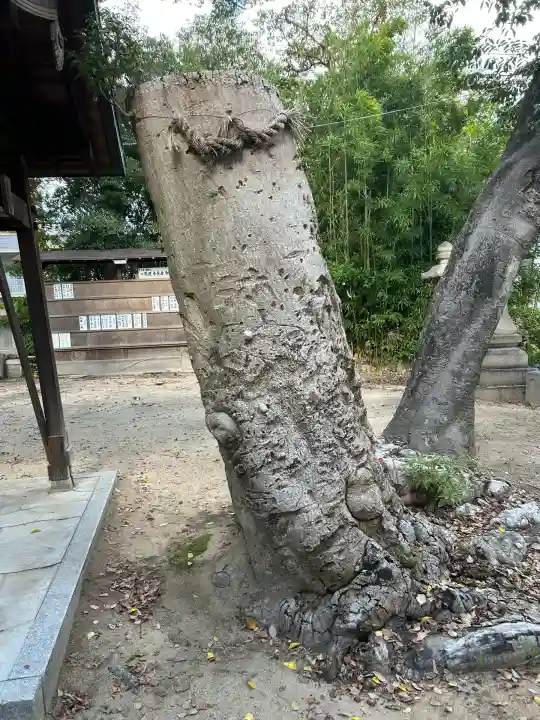 甲子園八幡神社(兵庫県)