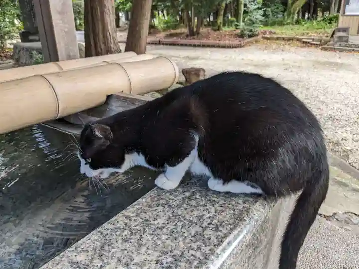 八幡社(柏井町)の動物