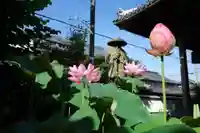 金蓮寺(兵庫県)