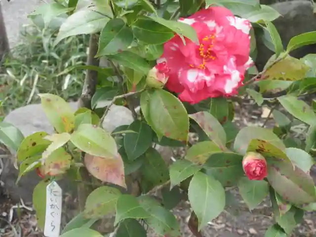 大巧寺(神奈川県)