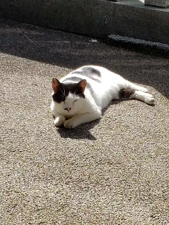 白金氷川神社の動物