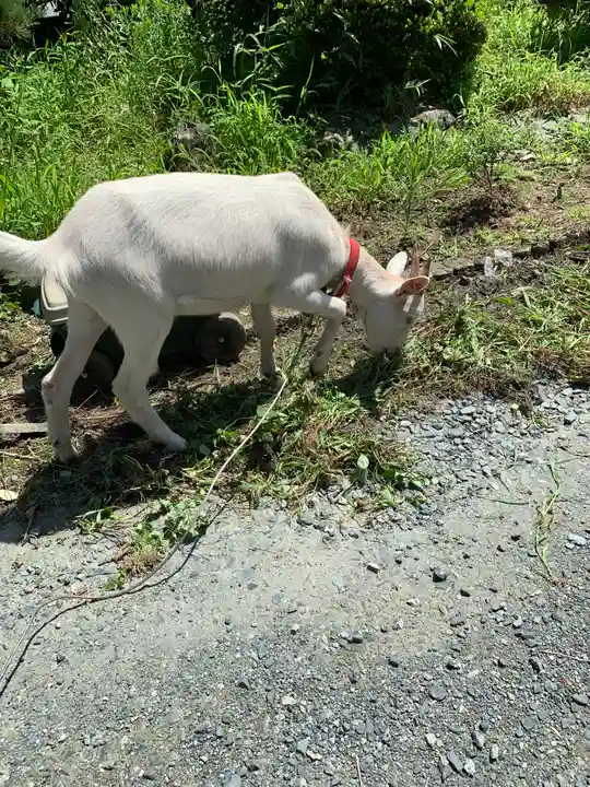 男山八幡神社の動物