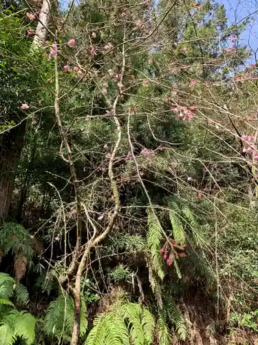 牟禮山観音禅寺の自然