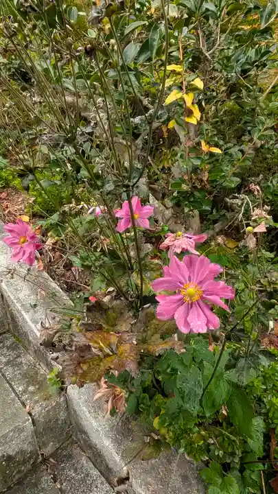 善峯寺(京都府)