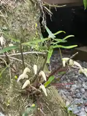 須山浅間神社の自然