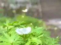 山家神社の自然