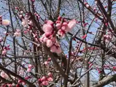 足立山妙見宮（御祖神社）の自然