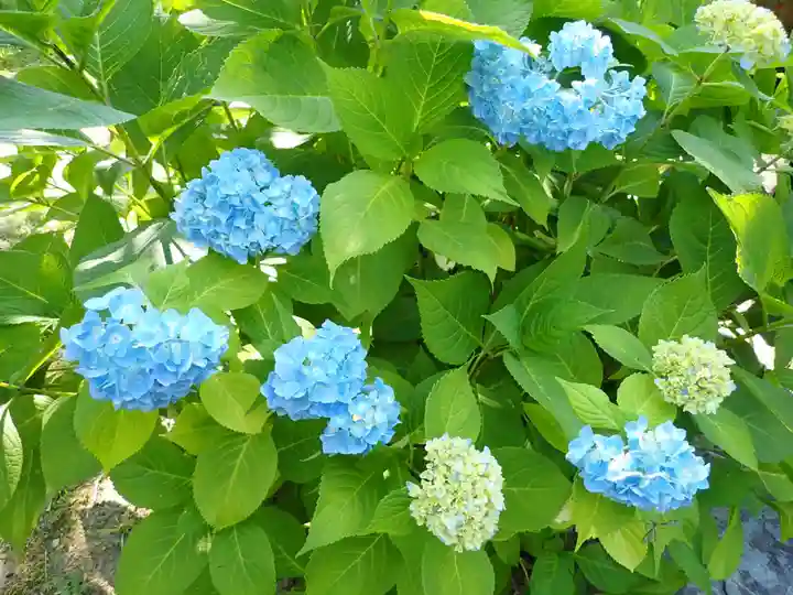 北海道護國神社の自然
