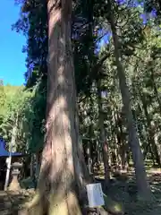 八木神社の自然