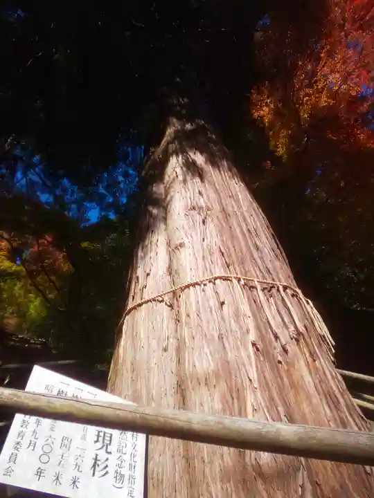 八女津媛神社の自然