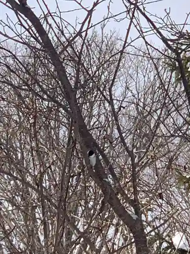 留辺蘂神社の動物