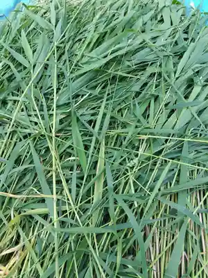 厚別神社(北海道)