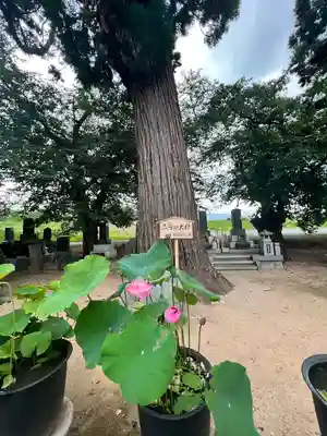 常福寺(山形県)
