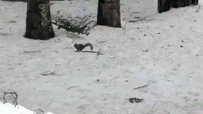 上川神社(北海道)