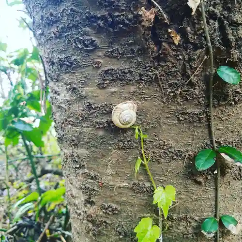 稲荷神社の動物