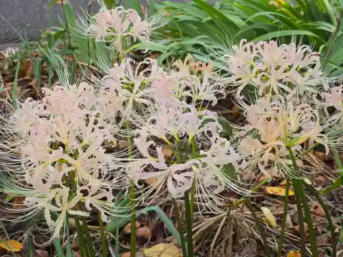 平野神社(京都府)