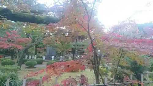 豪徳寺の庭園