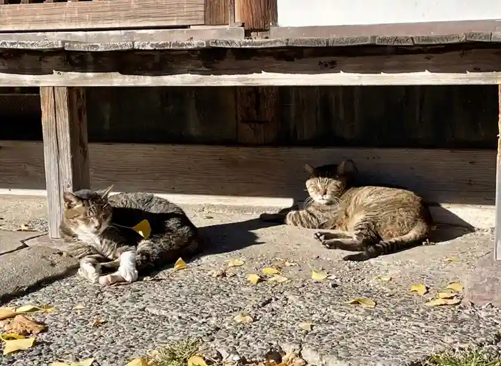 法禅寺の動物