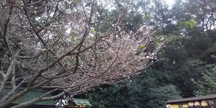 櫻木神社の自然