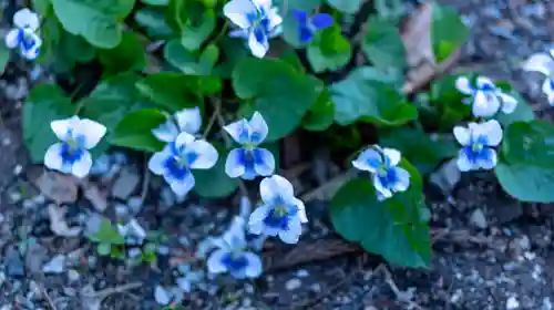 諏訪大社上社前宮(長野県)