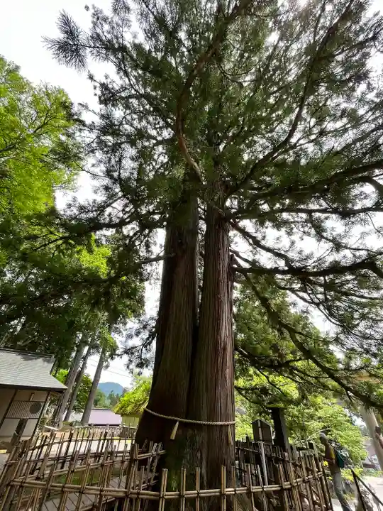 戸隠神社中社の自然