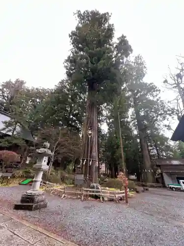 河口浅間神社の自然