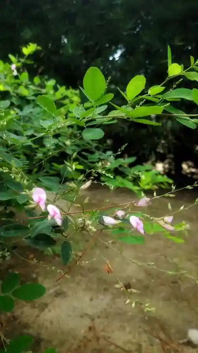 圓光禅寺(円光寺)の自然