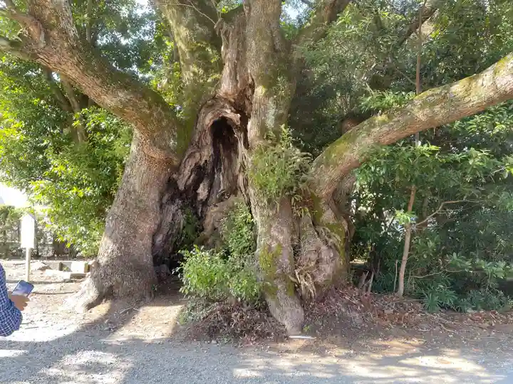 川津来宮神社(静岡県)