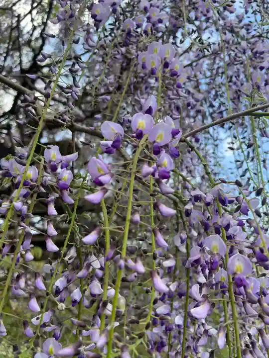 子安地蔵寺の{uncategorized: "未分類", other: "その他", undefined: "問題あり", building: "その他建物", grave: "お墓", sacred_gate: "鳥居", guardian: "狛犬", statue: "像", buddha: "仏像", history: "歴史", nature: "自然", garden: "庭園", animal: "動物", pagoda: "塔", temizu: "手水舎", mountain_gate: "山門・神門", sanctuary: "本殿・本堂", subordinate: "末社・摂社", art: "芸術", scenery: "景色", jizo: "地蔵", ema: "絵馬", goshuin: "御朱印", omikuji: "おみくじ", items: "授与品その他", amulet: "お守り", goshuincho: "御朱印帳", eats: "食事", festival: "お祭り", votive_dance: "神楽", shichigosan: "七五三参", wedding: "結婚式", experience: "体験その他", initially: "初詣", around: "周辺", anti_infection: "感染症対策"}