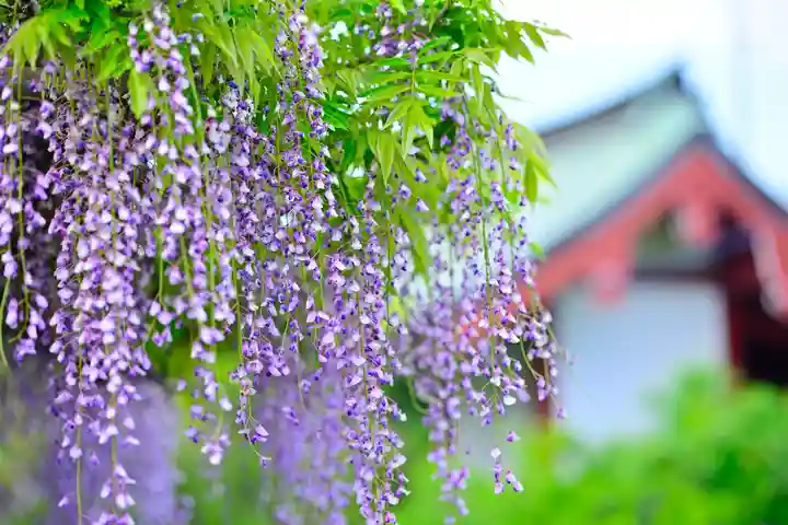 亀戸天神社(東京都)